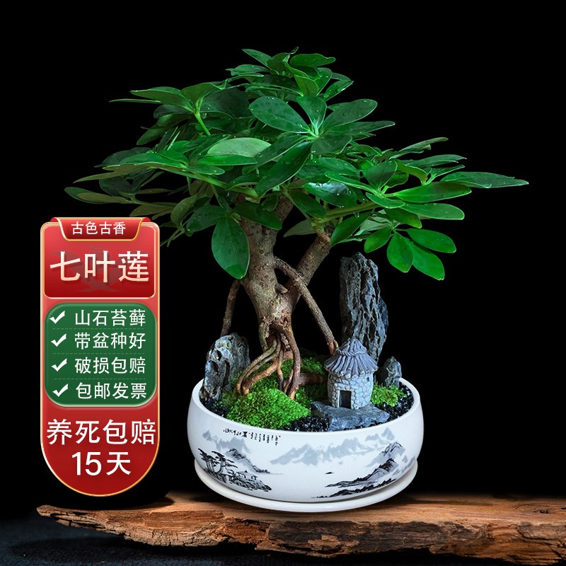 八方来财植物盆栽苔藓造景招财绿植桌面室内四季好养七叶莲小盆景