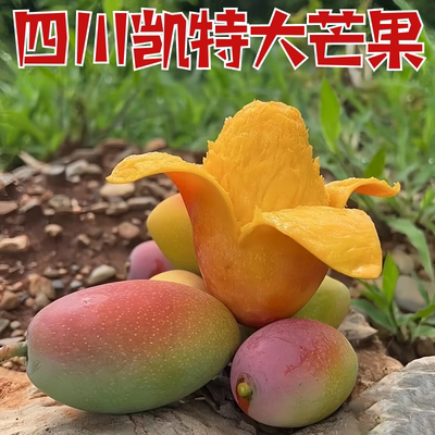 四川大芒果9斤攀枝花大芒果凯特芒果新鲜水果四川攀枝花大芒果