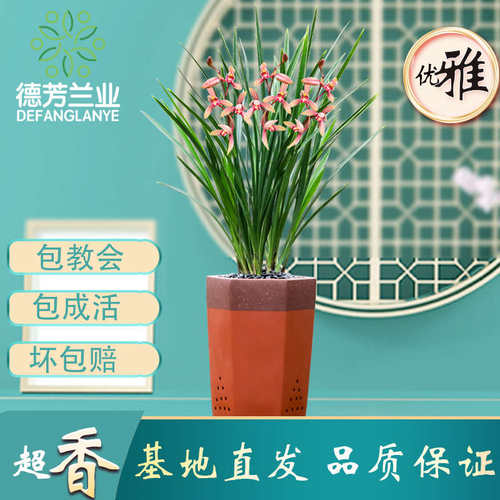 大青兰花芳金兰建兰绿德粉红色盆嘴浓香业植客厅花花卉金边翁源