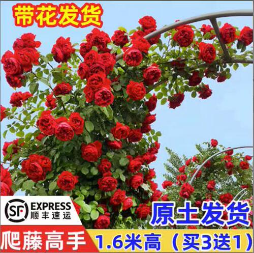 【1米6大苗】藤本月季花苗庭院植物室内花卉玫瑰爬藤蔷薇四季开花