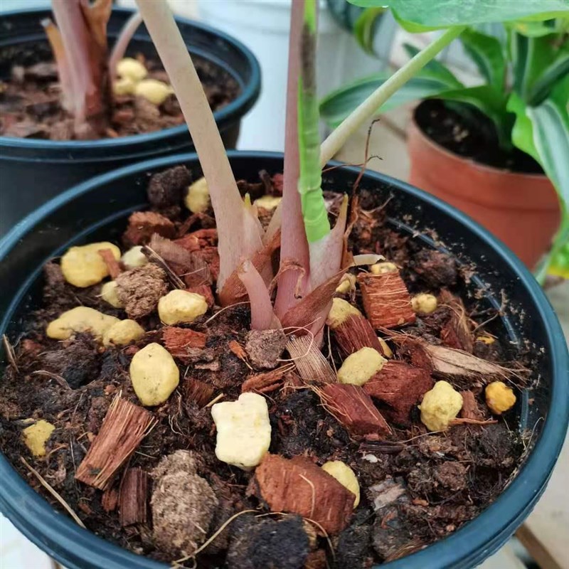 粗颗粒植料土 透气性好 植金石 适合海芋花烛蔓绿绒等 有木有花*图片