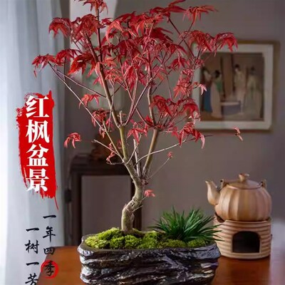 红枫盆景树苗四季红办公室内桌面绿植物盆栽老桩好养活红舞姬文竹