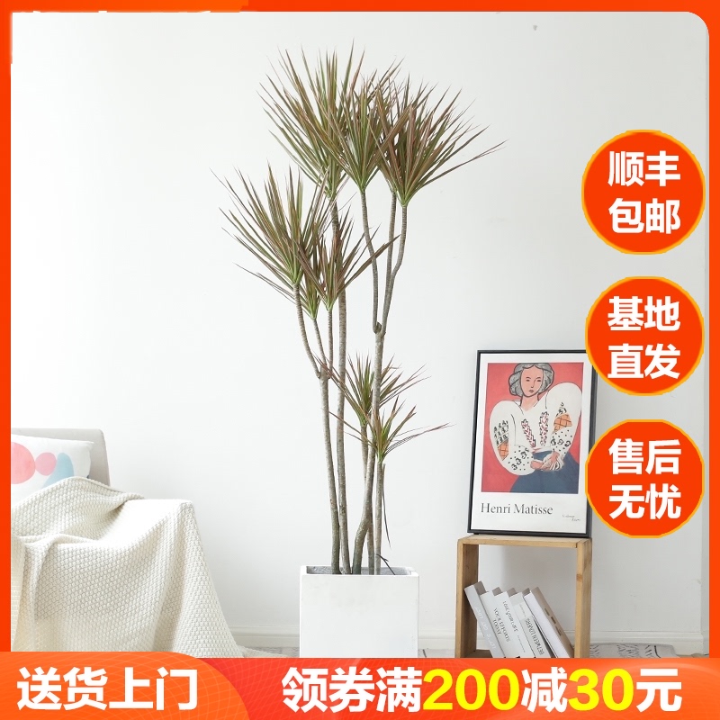 北欧室内客厅七彩铁盆栽千年木大型绿植网红龙须树多头龙血树植物