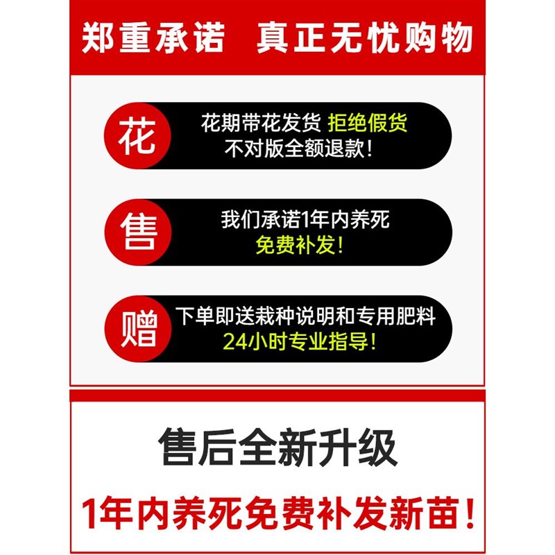 色阴雨蓝开藤爬藤本月季大苗蔷薇植花苗爬藤四季花阳台庭院爬墙物
