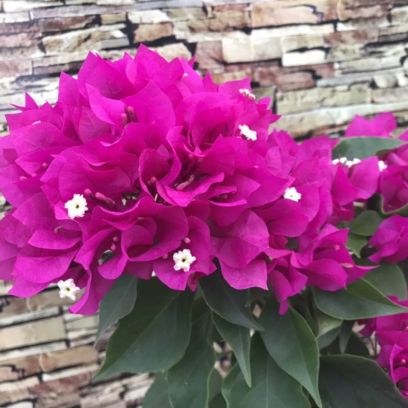 三角梅菲菲娜紫扦插苗带盆发货