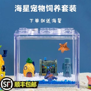 海燕海星 桌面鱼缸造景解压 礼品 桌面宠物小景观 海星饲养套餐