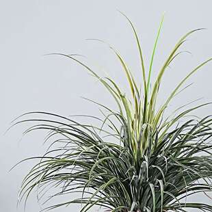 龙血树龙葵树仿真绿植客厅大盆栽室外园林造景装饰千年木假植物