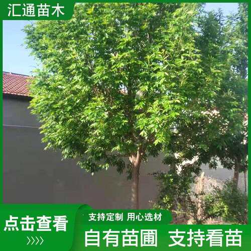 绿化树白蜡 苗木基地 供应白蜡树落叶乔木 庭院观赏白蜡树