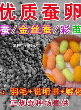 春蚕卵金丝蚕宝宝卵彩色茧蚕卵蚕七彩色蚕卵蚕种蚕子新鲜桑叶
