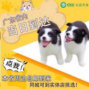 【广东犬舍】纯种边牧犬黑白陨石色咖啡色边境牧羊犬活体宠物狗狗
