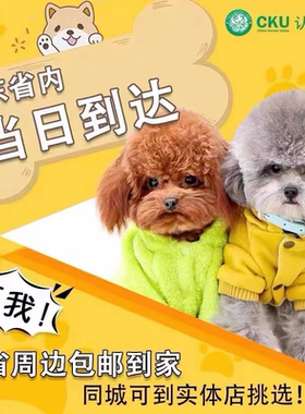 【广东犬舍】泰迪幼犬红棕白灰色纯种犬活体宠物狗狗茶杯体犬