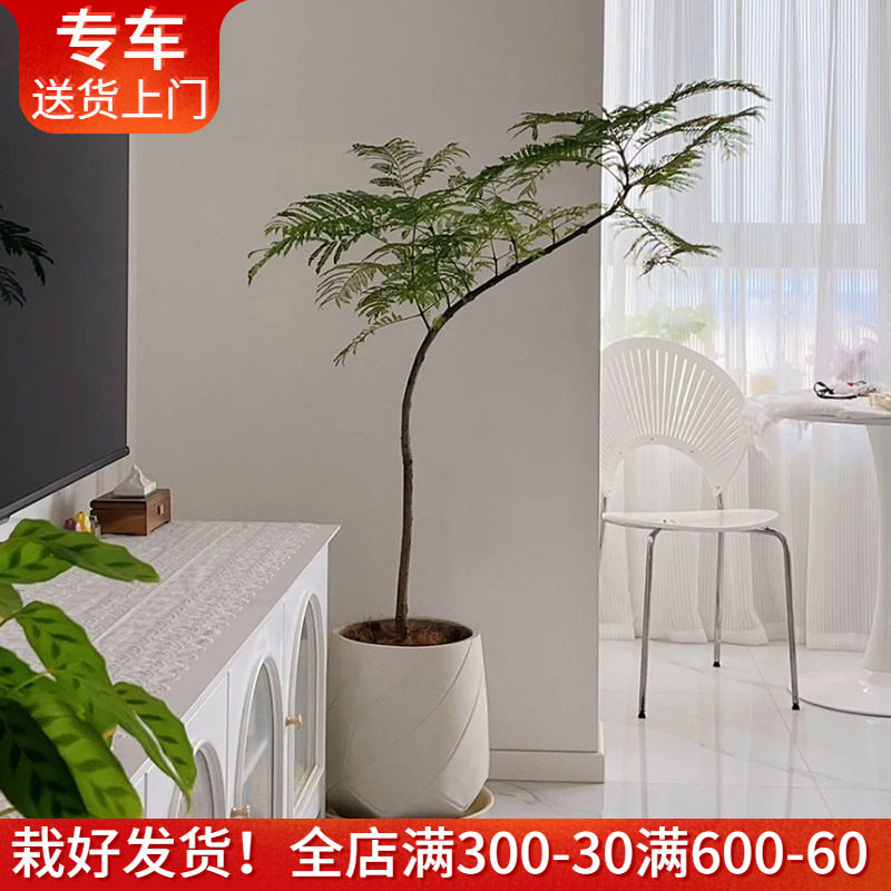 蓝花楹盆栽有造型的艺术盆景网红绿植大型室内办公室阳台植物开花