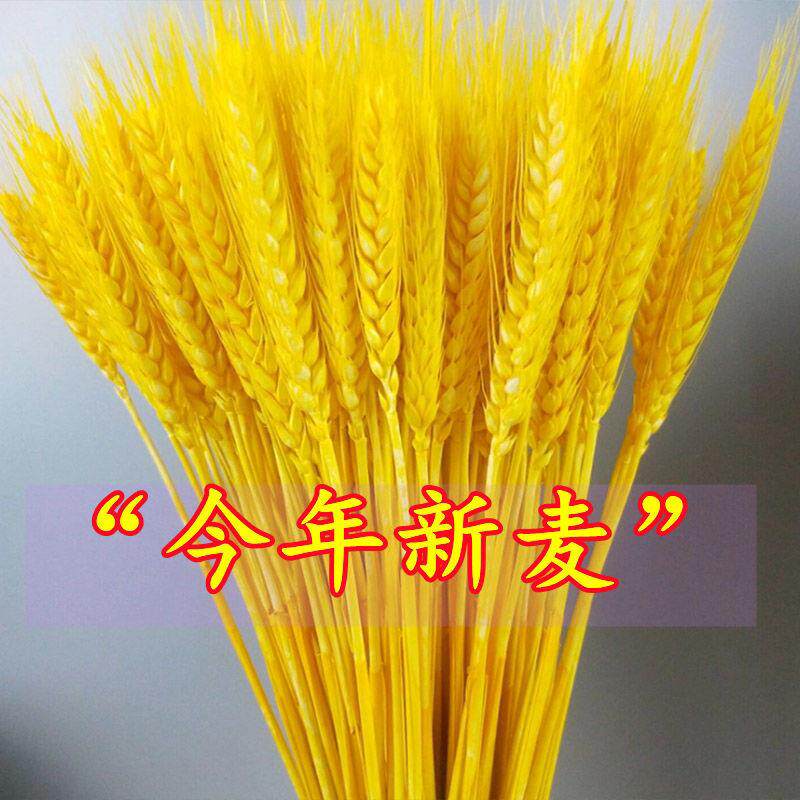 黄金大麦穗开业大麦厂家直销花束干花10000支价格