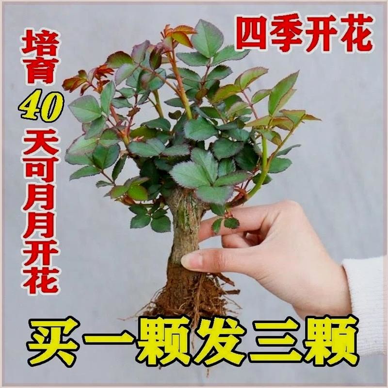 正宗玫瑰花苗老根特大盆栽浓香月季花苗绿植花卉四季开花好养花卉图片