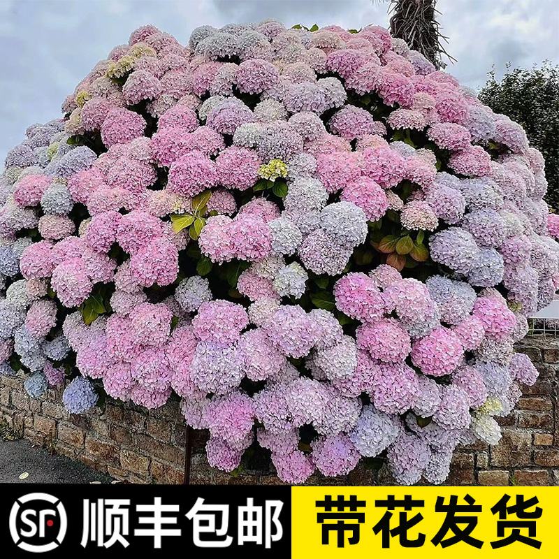 重瓣绣球花苗大花盆栽无尽夏老桩阳台庭院树四季开花卉绿植物耐寒