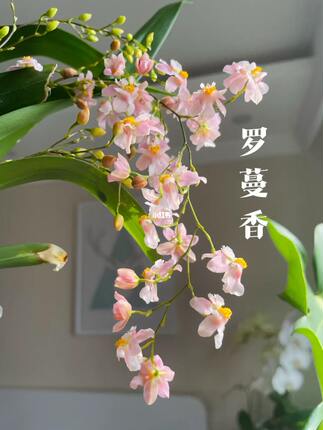 超A梦香兰