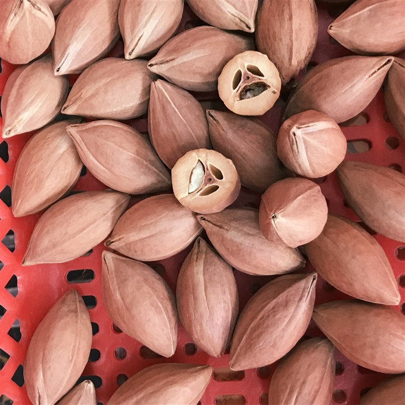 橄榄核原料陈年老红料饱满t十八罗汉单件大长核核弥勒财神编号740