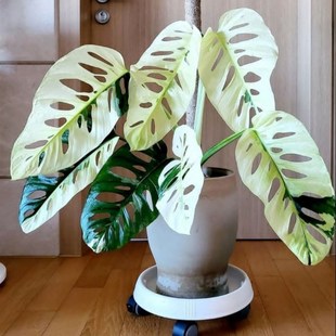 仙洞龟背竹白锦仙l洞阿库米纳塔巨洞米歇尔仙洞龟背竹室内喜阴绿