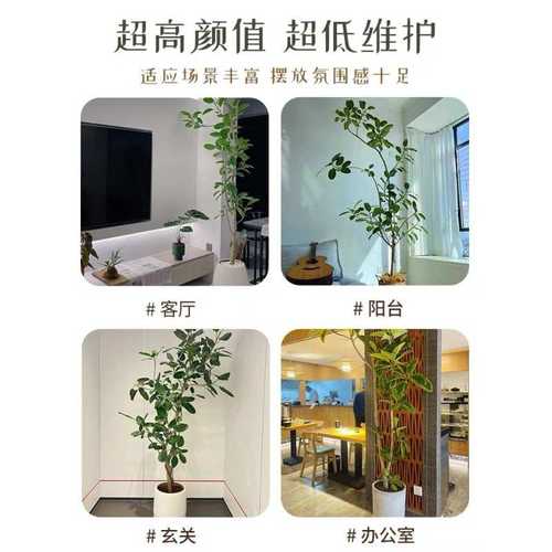 孟加拉榕造型飘枝盆栽大型绿植简约百搭榕树室内客厅落地净化空气