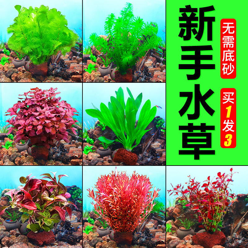 火山石水草鱼缸造景真草净化水质