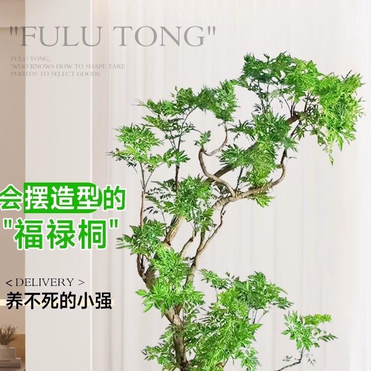 福禄桐盆栽大型造型绿植室内客厅落地大号植物羽圆叶禄植好养轻奢