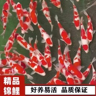 日本纯种红白锦鲤鱼活体鱼黄金观赏鱼冷水淡水小金鱼好养耐活鱼苗