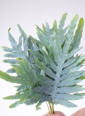 贯众蕨叶鲜花水h养家用插花绿色配叶云南基地直发客厅观赏鲜切枝