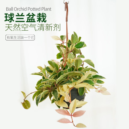 花叶球兰锦带花大苗爬藤花叶绿植粉色锦球室内花阳台垂吊兰花盆栽