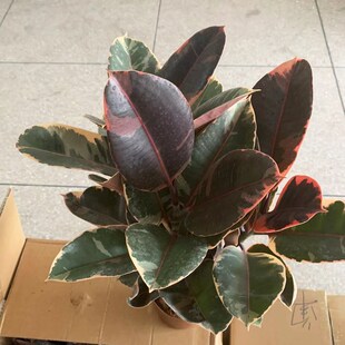 红关公盆栽苗老桩客厅花叶橡皮树室内大型观叶植物办公室桌面绿植