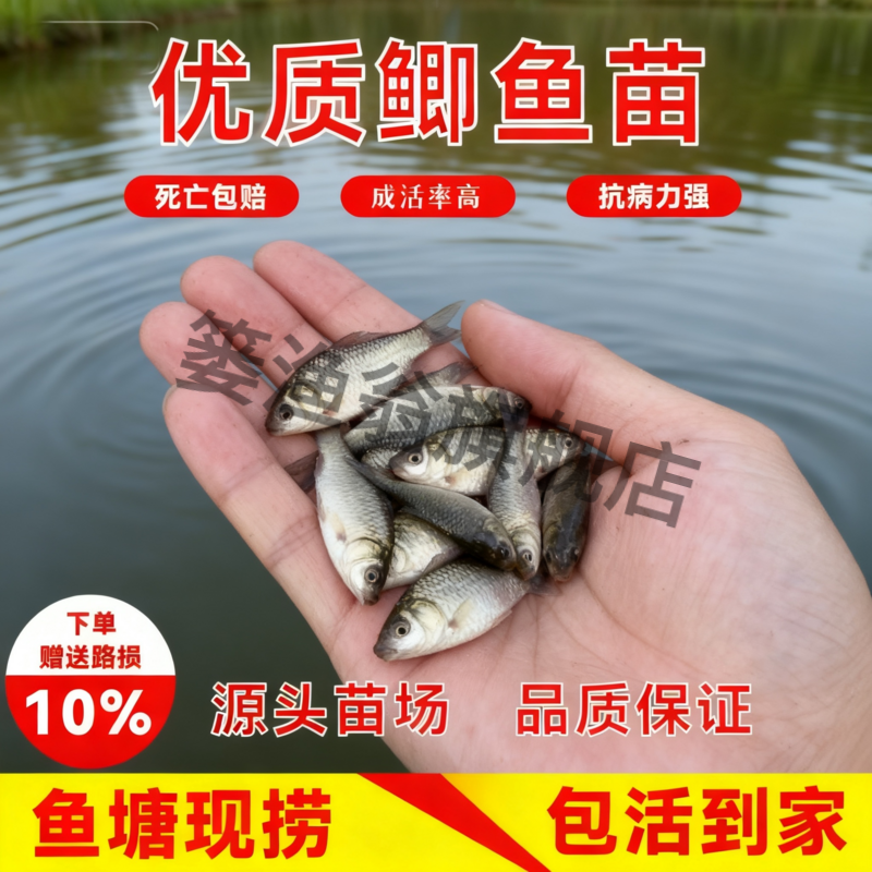 大品种中科三五号工程黄金鲫鱼苗湘云云鲫高背鲫鱼苗活体养殖鱼