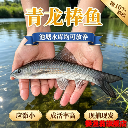 四川青龙棒鱼苗川华鲮油棒子鱼沉香鱼淡水鱼溪流鱼可观赏鱼可食用