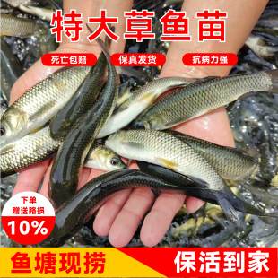 小草鱼鱼苗鲩鱼脆肉特大草鱼苗乌龟饲料鱼苗淡水养殖食用不喂饲料