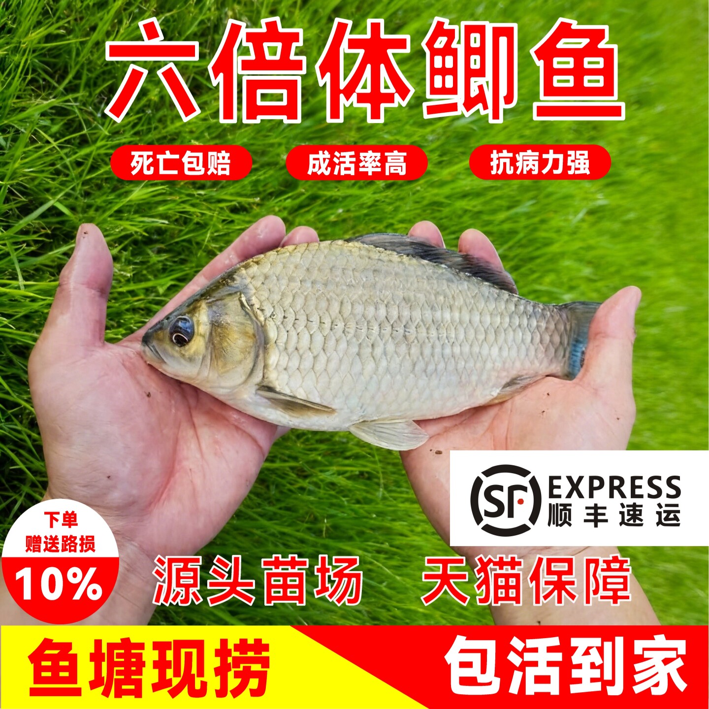 六倍体鲫鱼苗顺丰包邮