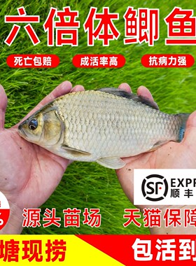 六倍体鲫鱼苗顺丰包邮