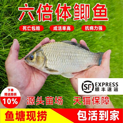 顺丰包邮六倍体鲫鱼苗正宗中科五号六号鱼苗活体养殖成活淡水耐活
