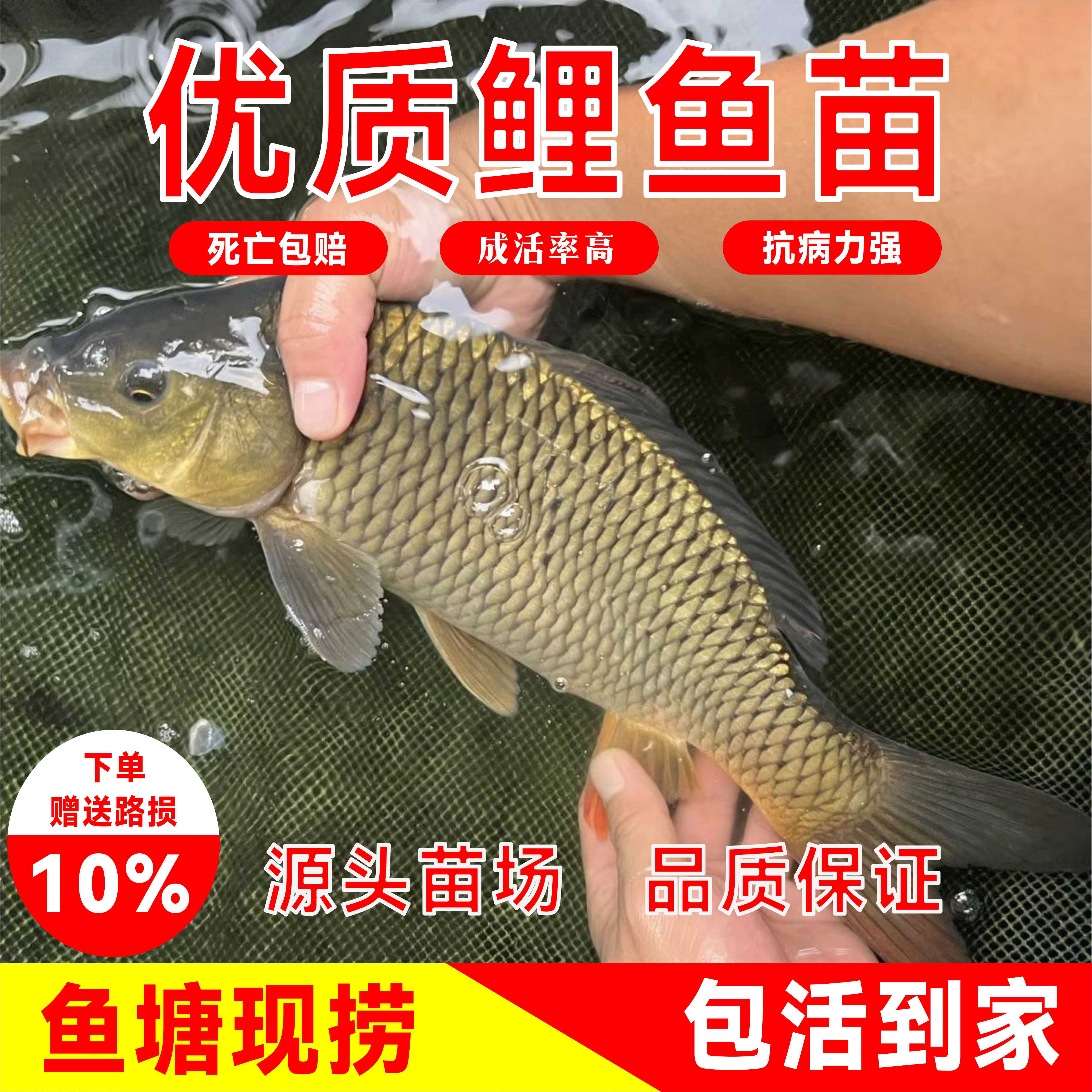 特大鲤鱼苗黄金鲤鱼稻田福瑞
