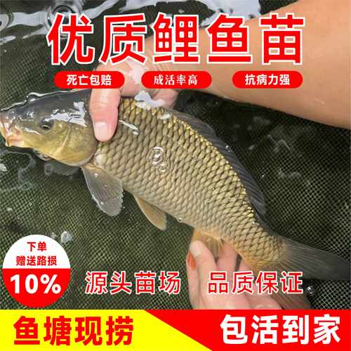 特大鲤鱼苗黄金鲤鱼稻田福瑞