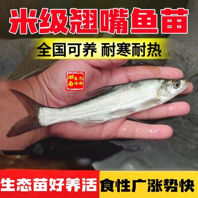 正宗米级翘嘴鱼苗路亚鱼白刁鱼苗