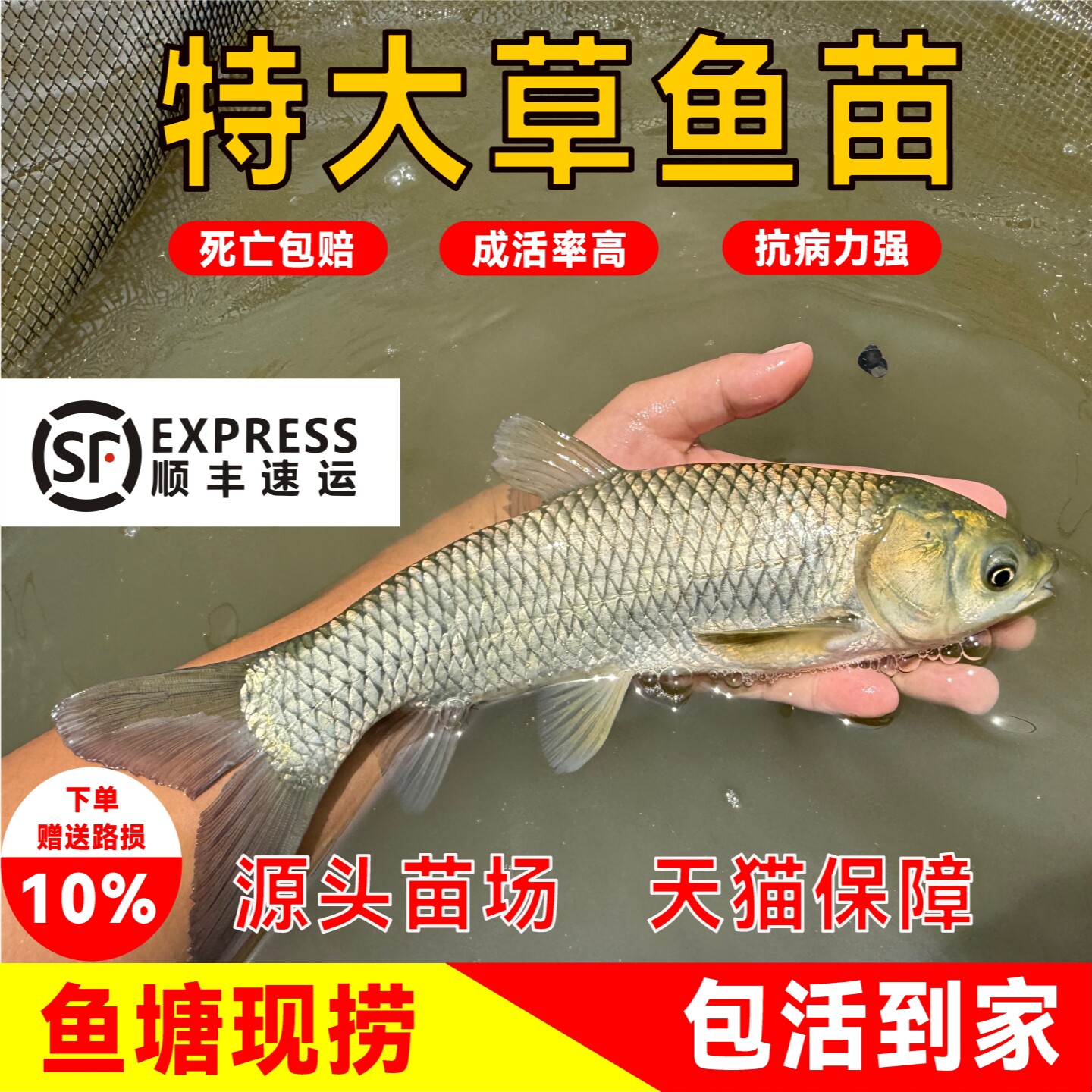 篓渔翁特大草鱼苗淡水养殖包活