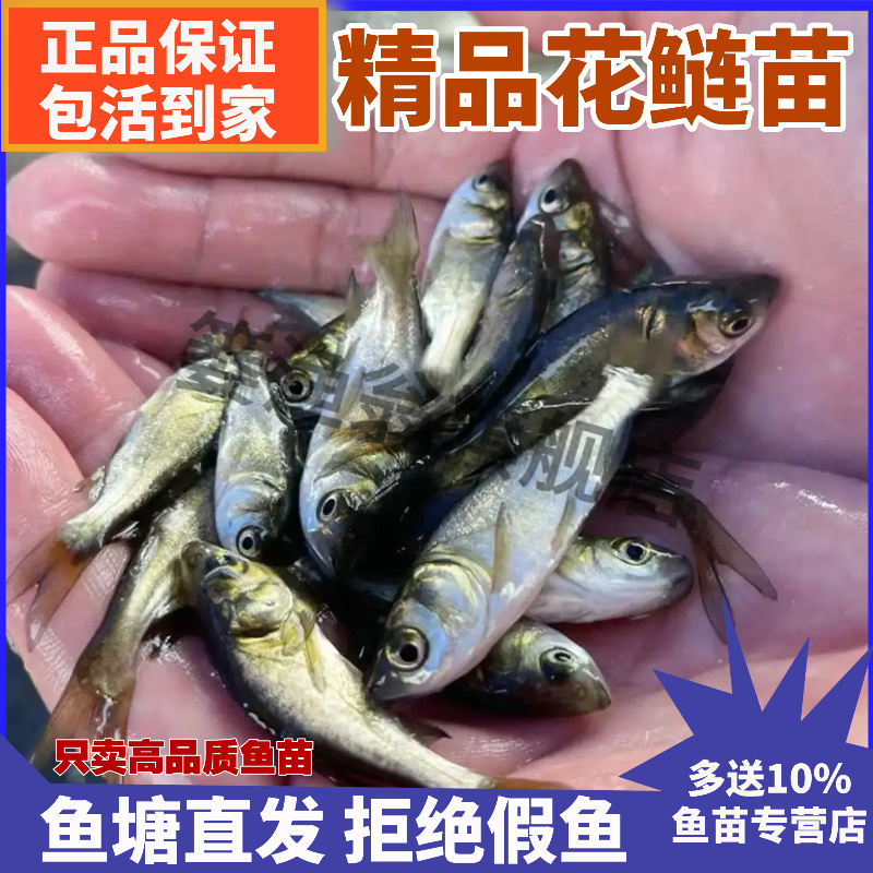 江苏花鲢鱼黑鳙鱼胖头鱼苗大头鱼苗雄鱼活体淡水食用养殖包活特大