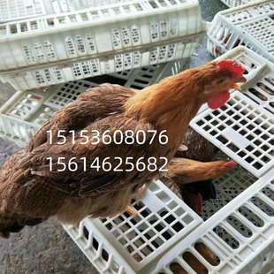 耐磨抗摔塑料大鸡筐 鸡鸭运输笼具 鸡鸭鹅塑料筐生厂厂家