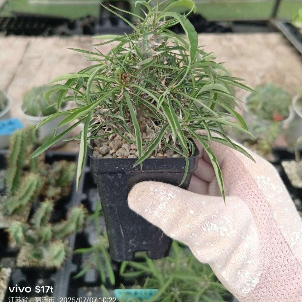 戈氏大戟白骨刺大戟 Euphorbia gottlebei 多肉块根绿植珍稀盆栽