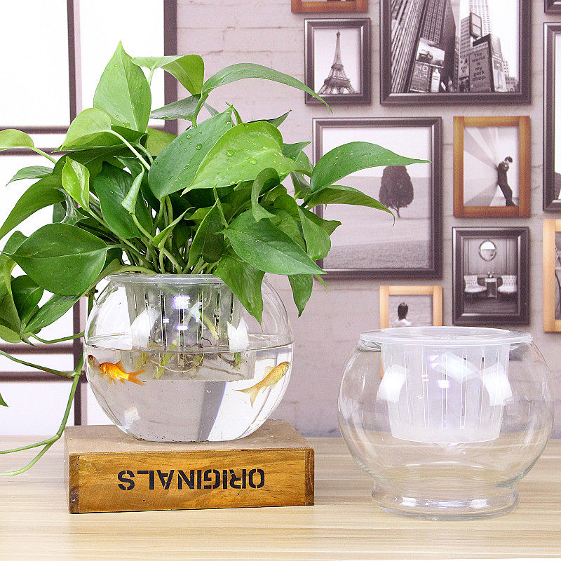 创意桌面水培f瓶植物透明玻璃花瓶绿萝花盆鱼花共养缸水养摆件器