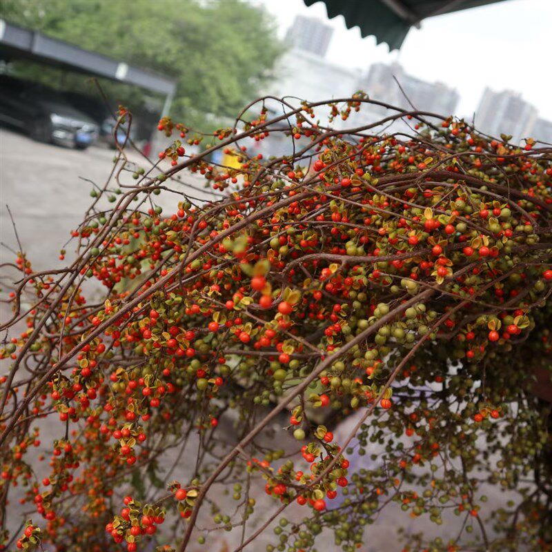 南蛇藤天然植物藤条枝软装u民宿插花干花花束树枝装饰桌面侘寂风