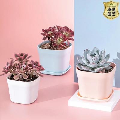 北欧风多肉花盆塑树脂高质量绿萝绿植小花盆新款方形Y韦尼恩花盆