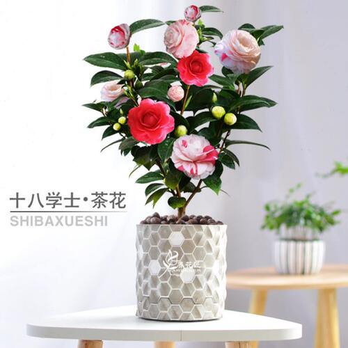 十八学士山茶花盆栽稀有品种花卉树苗带花苞阳台客厅植物耐寒易养