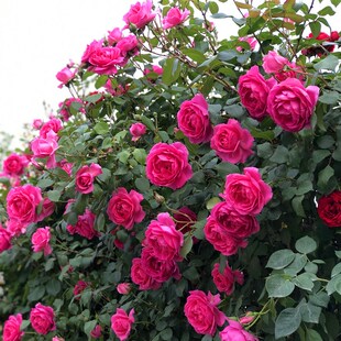爬藤月季大游行浓香大花藤本月季玫瑰花苗花卉阳台庭院蔷薇苗花卉
