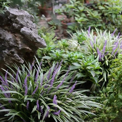 花园花镜庭院 金边麦冬多年生 耐阴耐寒常绿地被植物别墅园林绿化