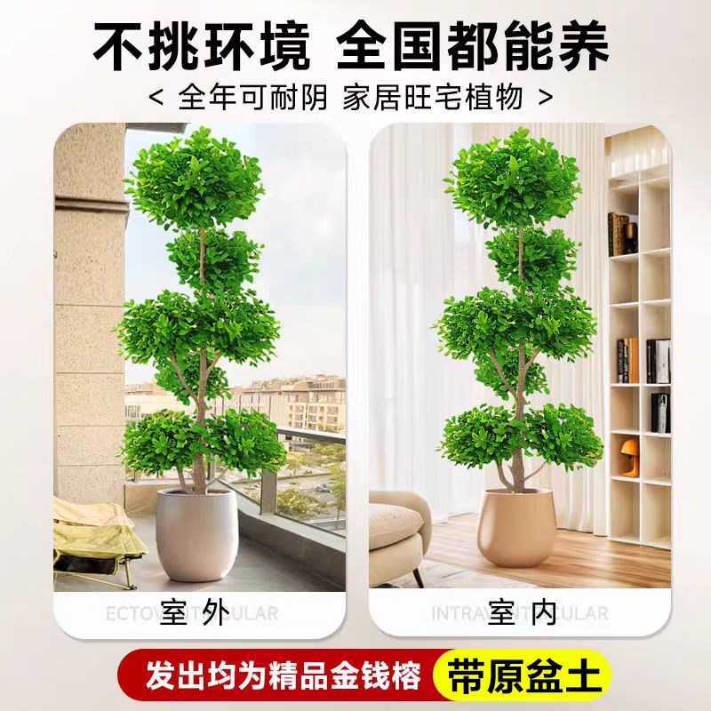 金钱榕盆栽室内造型植物招财摇钱树办公室客厅除甲醛新房大型绿植