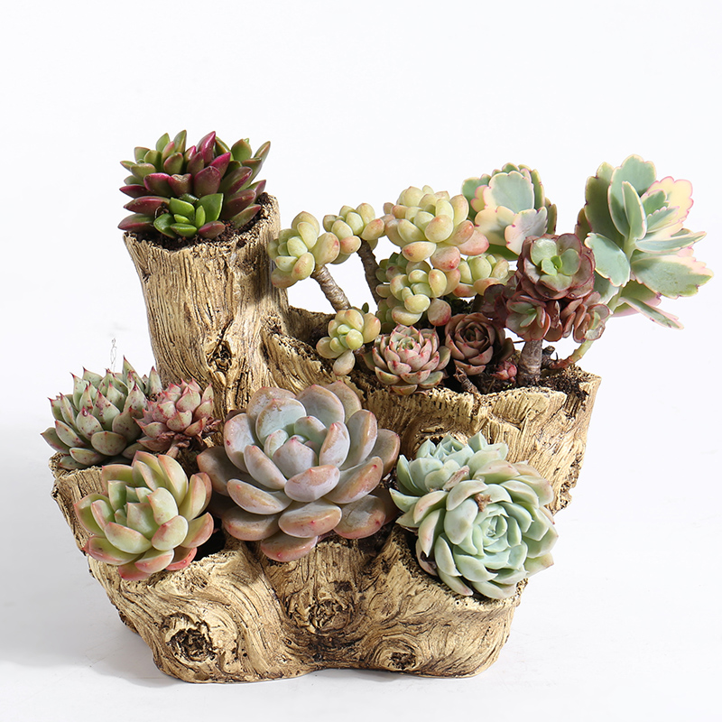 一多肉花盆种多颗多肉微景观大号口径G多洞仿木头根雕田园老桩庄